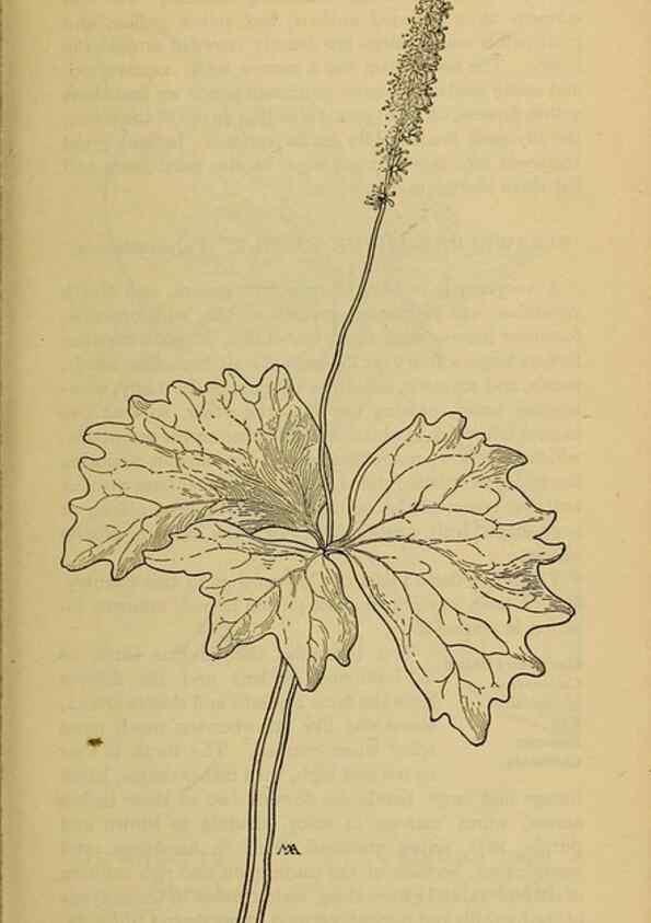 Reproducción/Reproduction 39887931683: Field book of western wild flowers /. New York :Putnam,1915.. 