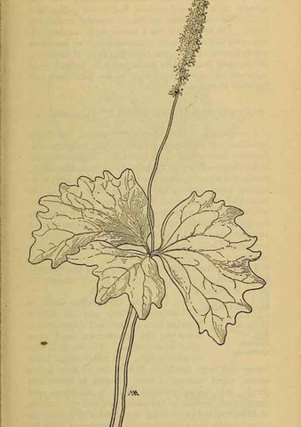 Reproducción/Reproduction 39887931683: Field book of western wild flowers /. New York :Putnam,1915.. 