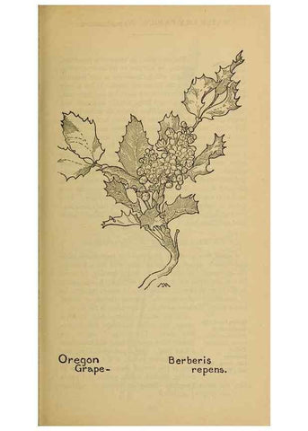 Reproducción/Reproduction 46127784204: Field book of western wild flowers /. New York :Putnam,1915.. 