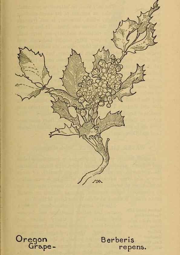 Reproducción/Reproduction 46127784204: Field book of western wild flowers /. New York :Putnam,1915.. 