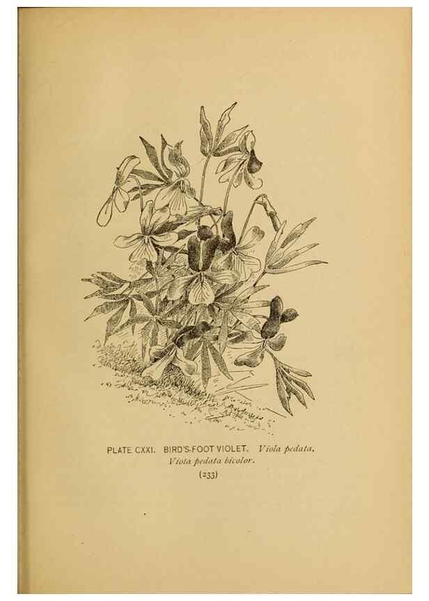 Reproducción/Reproduction 46127760924: A guide to the wild flowers.. New York,F. A. Stokes[1899]. 