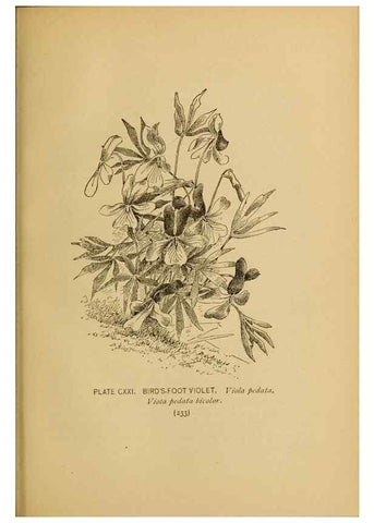 Reproducción/Reproduction 46127760924: A guide to the wild flowers.. New York,F. A. Stokes[1899]. 