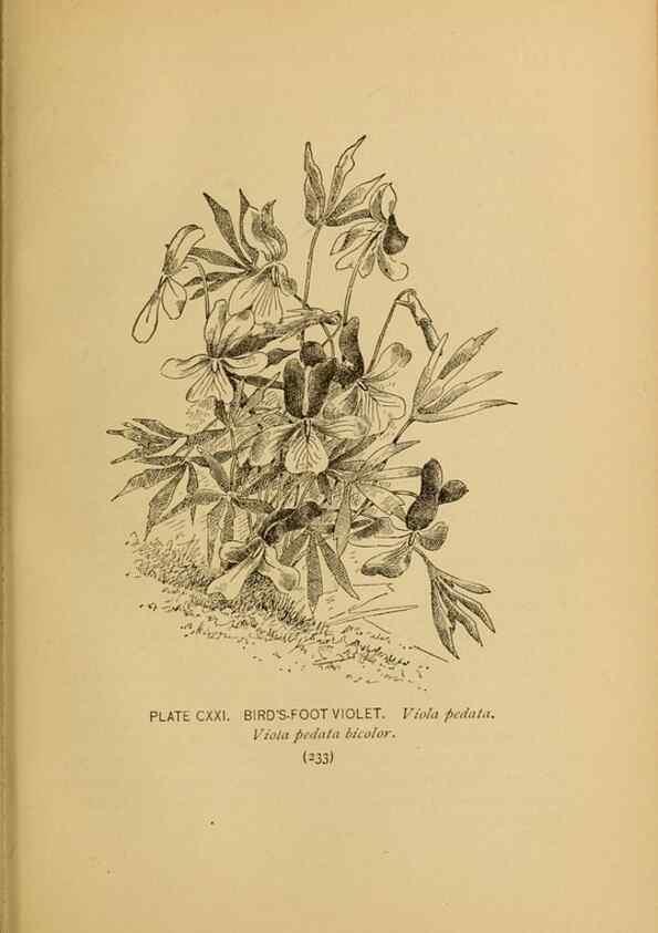 Reproducción/Reproduction 46127760924: A guide to the wild flowers.. New York,F. A. Stokes[1899]. 