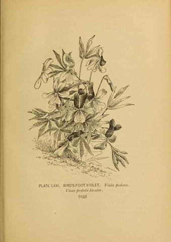 Reproducción/Reproduction 46127760924: A guide to the wild flowers.. New York,F. A. Stokes[1899]. 