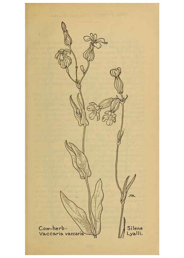Reproducción/Reproduction 45938203115: Field book of western wild flowers /. New York :Putnam,1915.. 