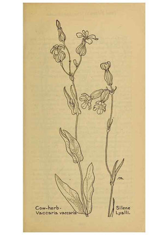 Reproducción/Reproduction 45938203115: Field book of western wild flowers /. New York :Putnam,1915.. 