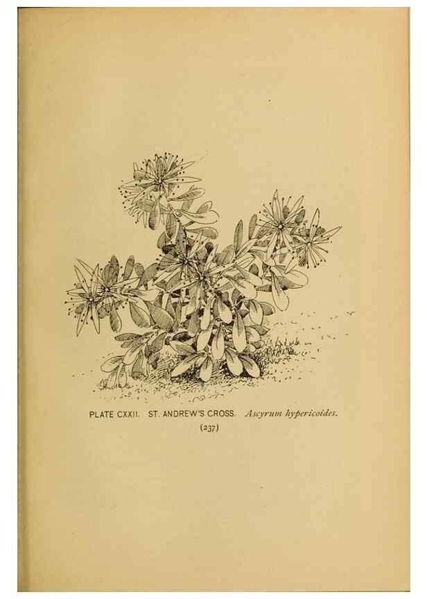 Reproducción/Reproduction 46852815891: A guide to the wild flowers.. New York,F. A. Stokes[1899]. 