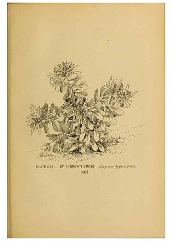 Reproducción/Reproduction 46852815891: A guide to the wild flowers.. New York,F. A. Stokes[1899]. 