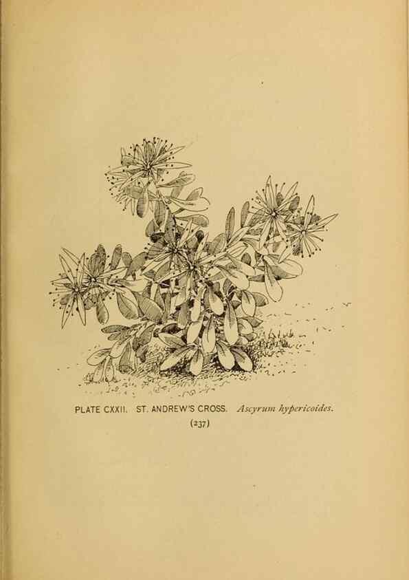Reproducción/Reproduction 46852815891: A guide to the wild flowers.. New York,F. A. Stokes[1899]. 