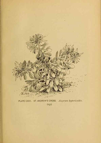 Reproducción/Reproduction 46852815891: A guide to the wild flowers.. New York,F. A. Stokes[1899]. 