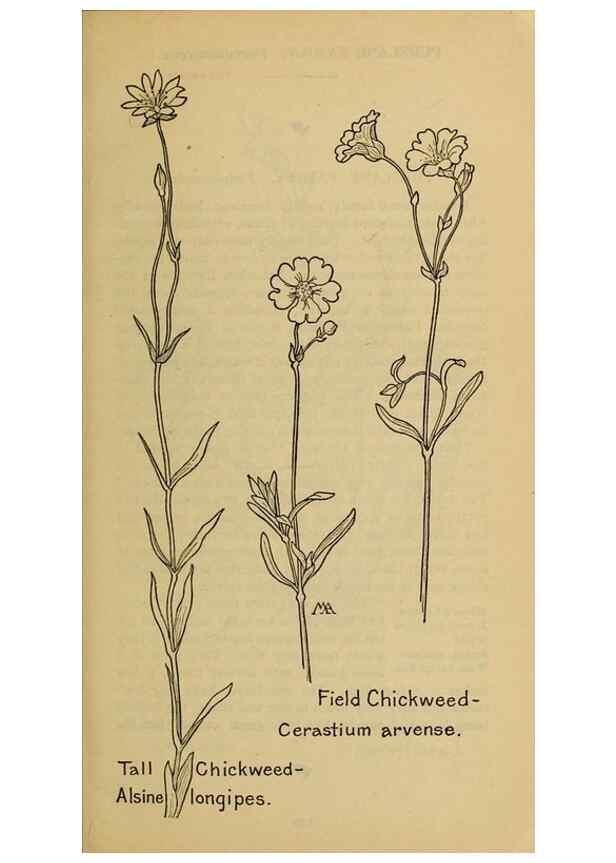 Reproducción/Reproduction 46852816331: Field book of western wild flowers /. New York :Putnam,1915.. 