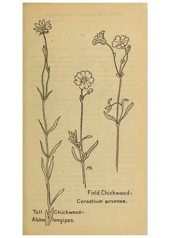 Reproducción/Reproduction 46852816331: Field book of western wild flowers /. New York :Putnam,1915.. 