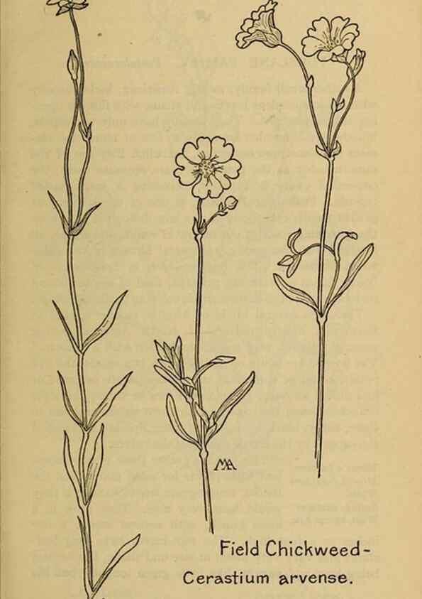 Reproducción/Reproduction 46852816331: Field book of western wild flowers /. New York :Putnam,1915.. 