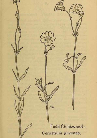 Reproducción/Reproduction 46852816331: Field book of western wild flowers /. New York :Putnam,1915.. 