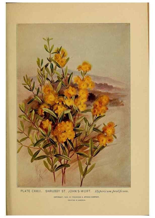 Reproducción/Reproduction 46127762824: A guide to the wild flowers.. New York,F. A. Stokes[1899]. 