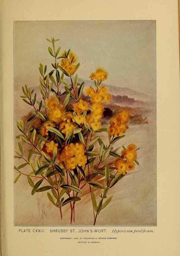 Reproducción/Reproduction 46127762824: A guide to the wild flowers.. New York,F. A. Stokes[1899]. 