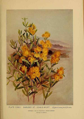 Reproducción/Reproduction 46127762824: A guide to the wild flowers.. New York,F. A. Stokes[1899]. 