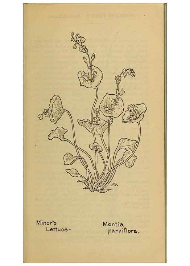 Reproducción/Reproduction 46852817681: Field book of western wild flowers /. New York :Putnam,1915.. 