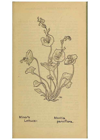 Reproducción/Reproduction 46852817681: Field book of western wild flowers /. New York :Putnam,1915.. 