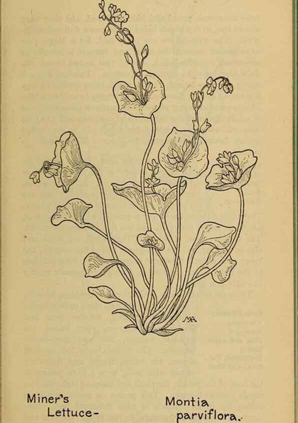 Reproducción/Reproduction 46852817681: Field book of western wild flowers /. New York :Putnam,1915.. 