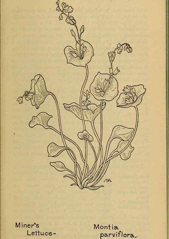 Reproducción/Reproduction 46852817681: Field book of western wild flowers /. New York :Putnam,1915.. 