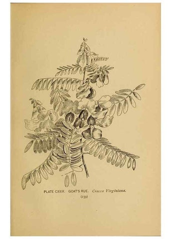 Reproducción/Reproduction 45938204805: A guide to the wild flowers.. New York,F. A. Stokes[1899]. 
