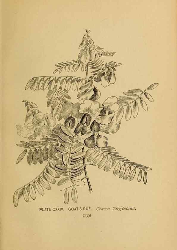Reproducción/Reproduction 45938204805: A guide to the wild flowers.. New York,F. A. Stokes[1899]. 