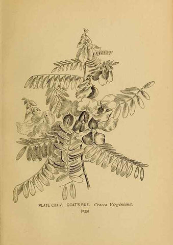 Reproducción/Reproduction 45938204805: A guide to the wild flowers.. New York,F. A. Stokes[1899]. 
