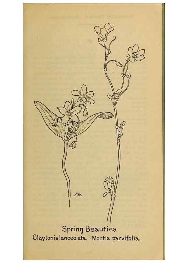 Reproducción/Reproduction 46127763884: Field book of western wild flowers /. New York :Putnam,1915.. 