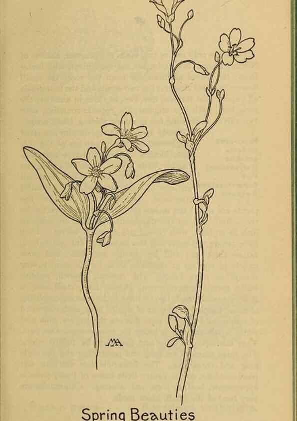 Reproducción/Reproduction 46127763884: Field book of western wild flowers /. New York :Putnam,1915.. 