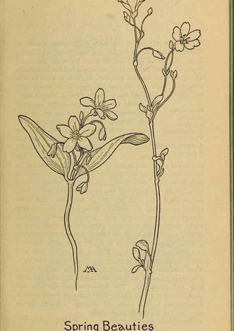 Reproducción/Reproduction 46127763884: Field book of western wild flowers /. New York :Putnam,1915.. 