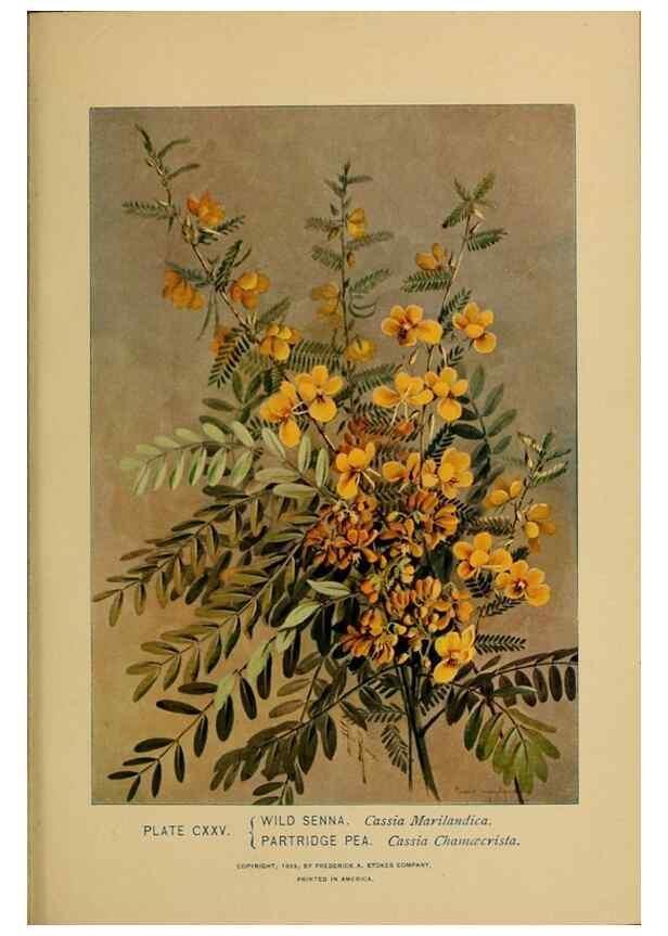 Reproducción/Reproduction 32977440508: A guide to the wild flowers.. New York,F. A. Stokes[1899]. 