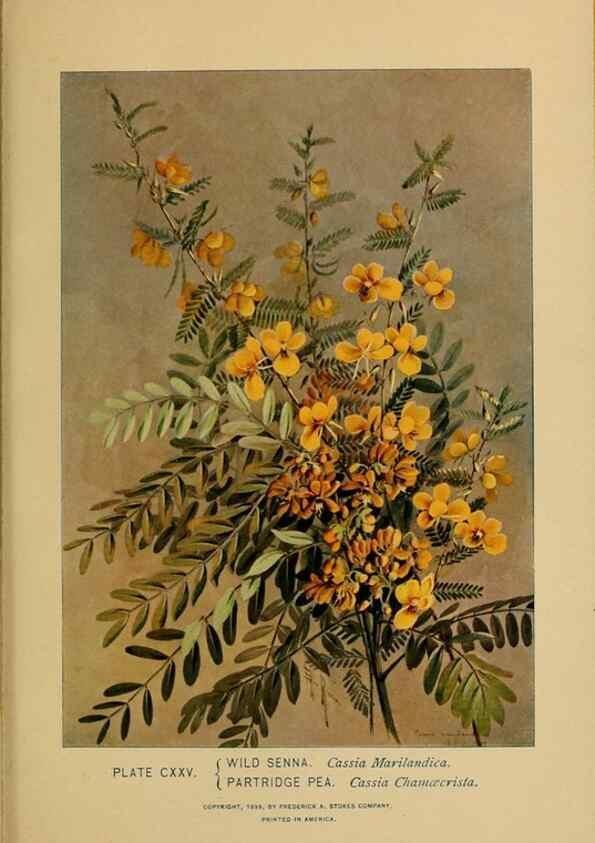 Reproducción/Reproduction 32977440508: A guide to the wild flowers.. New York,F. A. Stokes[1899]. 