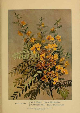 Reproducción/Reproduction 32977440508: A guide to the wild flowers.. New York,F. A. Stokes[1899]. 