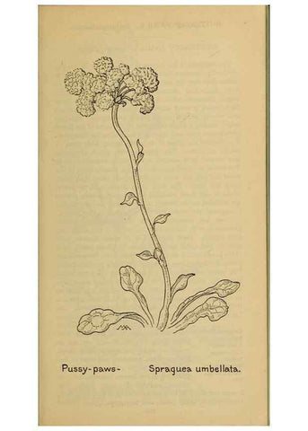 Reproducción/Reproduction 39887911633: Field book of western wild flowers /. New York :Putnam,1915.. 