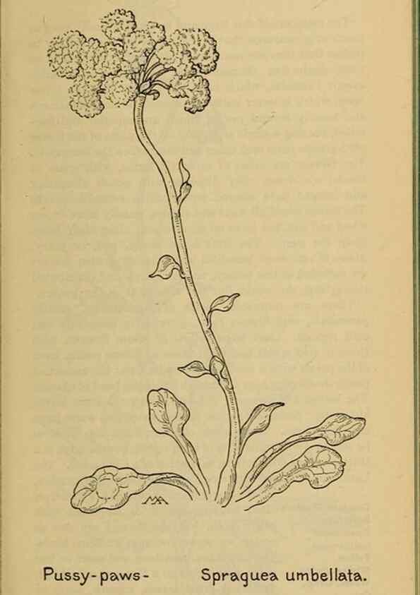 Reproducción/Reproduction 39887911633: Field book of western wild flowers /. New York :Putnam,1915.. 