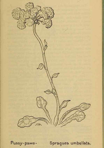 Reproducción/Reproduction 39887911633: Field book of western wild flowers /. New York :Putnam,1915.. 