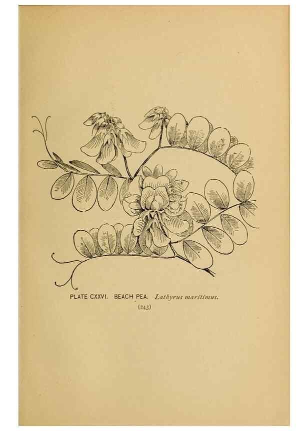 Reproducción/Reproduction 46852820691: A guide to the wild flowers.. New York,F. A. Stokes[1899]. 