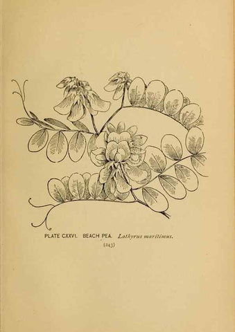 Reproducción/Reproduction 46852820691: A guide to the wild flowers.. New York,F. A. Stokes[1899]. 