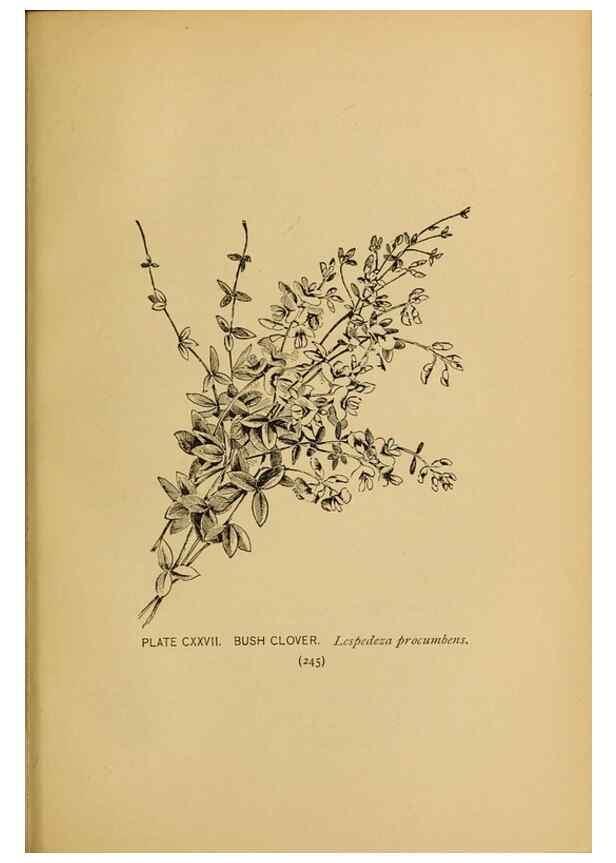Reproducción/Reproduction 31911533067: A guide to the wild flowers.. New York,F. A. Stokes[1899]. 