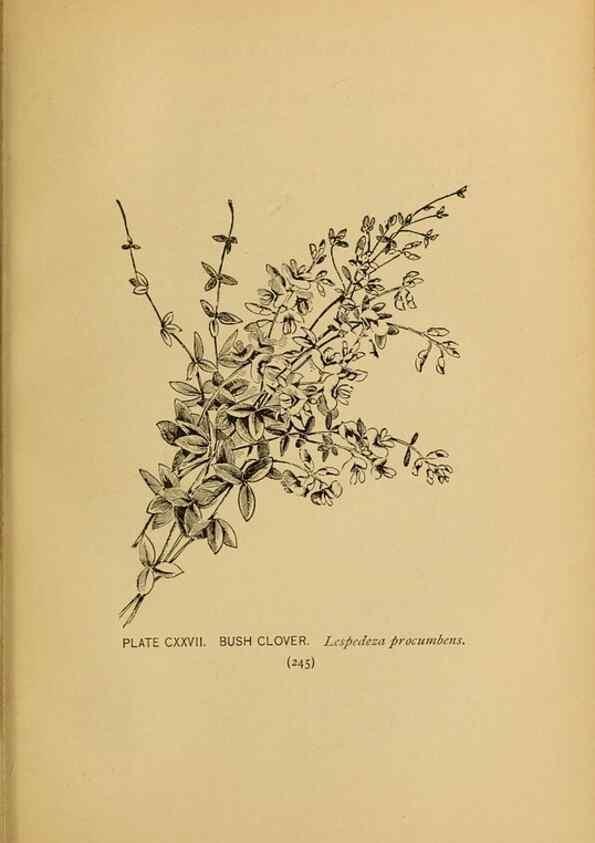 Reproducción/Reproduction 31911533067: A guide to the wild flowers.. New York,F. A. Stokes[1899]. 