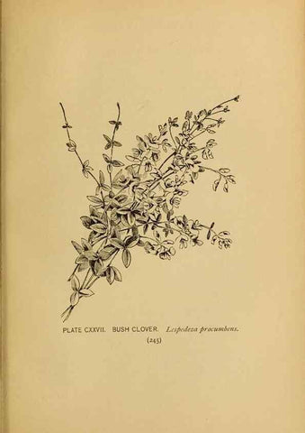 Reproducción/Reproduction 31911533067: A guide to the wild flowers.. New York,F. A. Stokes[1899]. 
