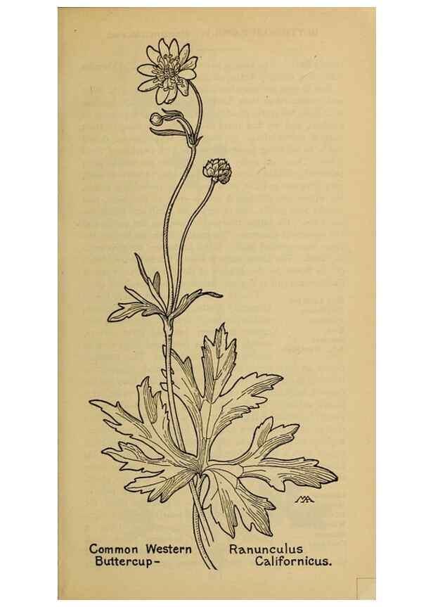 Reproducción/Reproduction 32977441528: Field book of western wild flowers /. New York :Putnam,1915.. 