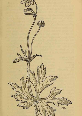 Reproducción/Reproduction 32977441528: Field book of western wild flowers /. New York :Putnam,1915.. 