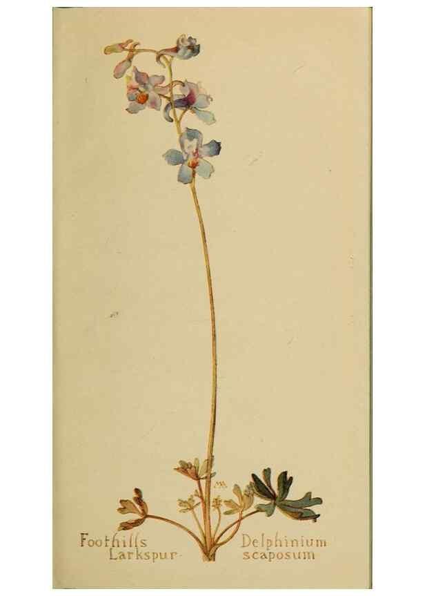 Reproducción/Reproduction 32977442108: Field book of western wild flowers /. New York :Putnam,1915.. 