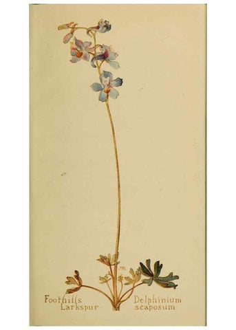 Reproducción/Reproduction 32977442108: Field book of western wild flowers /. New York :Putnam,1915.. 