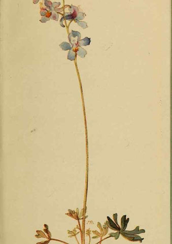 Reproducción/Reproduction 32977442108: Field book of western wild flowers /. New York :Putnam,1915.. 