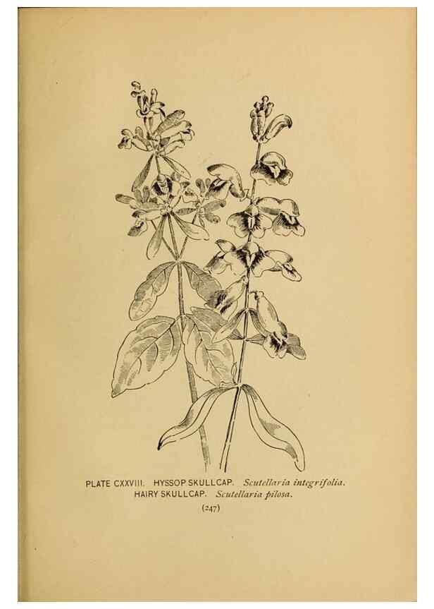 Reproducción/Reproduction 32977442128: A guide to the wild flowers.. New York,F. A. Stokes[1899]. 