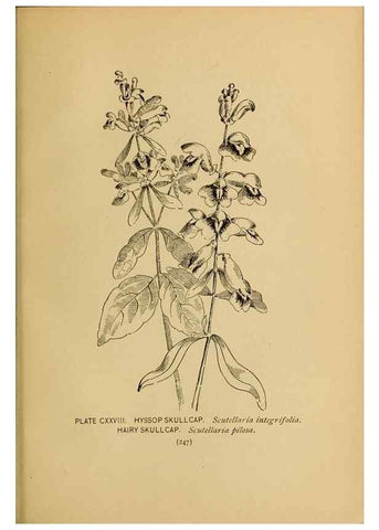 Reproducción/Reproduction 32977442128: A guide to the wild flowers.. New York,F. A. Stokes[1899]. 