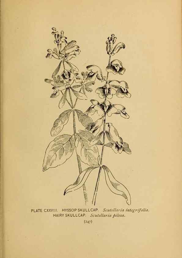 Reproducción/Reproduction 32977442128: A guide to the wild flowers.. New York,F. A. Stokes[1899]. 
